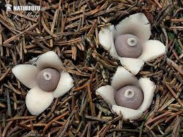 Attēlu rezultāti vaicājumam “Geastrum quadrifidum”