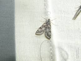 Attēlu rezultāti vaicājumam “Nymphula nitidulata”