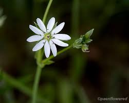 Attēlu rezultāti vaicājumam “Stellaria graminea flower”