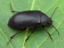 Attēlu rezultāti vaicājumam “Prionychus ater”