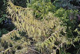 Attēlu rezultāti vaicājumam “Euphorbia palustris leaf”