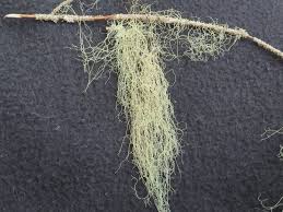 Attēlu rezultāti vaicājumam “Ramalina thrausta”