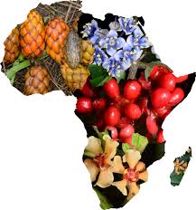 Attēlu rezultāti vaicājumam “Tritomaria”