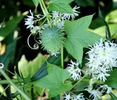 Attēlu rezultāti vaicājumam “Echinocystis lobata flower”