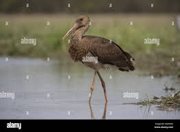 Attēlu rezultāti vaicājumam “Ciconia ciconia juvenile”