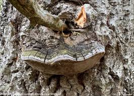 Attēlu rezultāti vaicājumam “Phellinus populicola”