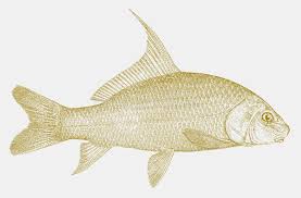 Image result for Carpiodes cyprinus