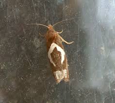 Attēlu rezultāti vaicājumam “Epiblema foenella”