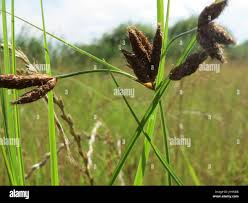 Attēlu rezultāti vaicājumam “Bolboschoenus maritimus flower”