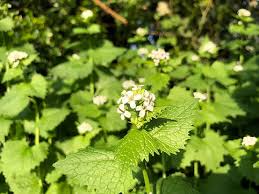 Image result for Alliaria petiolata