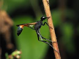 Attēlu rezultāti vaicājumam “Ammophila sp.”