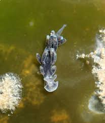 Attēlu rezultāti vaicājumam “Aphodius subterraneus imago”