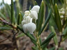 Attēlu rezultāti vaicājumam “Andromeda polifolia bud”