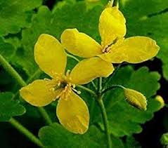 Image result for Chelidonium majus