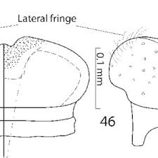 Attēlu rezultāti vaicājumam “Hypocaccus rugiceps”
