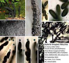 Attēlu rezultāti vaicājumam “Xylaria longipes”