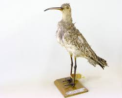 Image result for Numenius tenuirostris