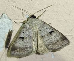 Attēlu rezultāti vaicājumam “Lygephila viciae”