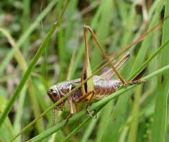 Attēlu rezultāti vaicājumam “Metrioptera brachyptera”