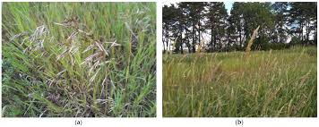 Attēlu rezultāti vaicājumam “Phalaroides arundinacea fruit”