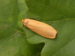 Attēlu rezultāti vaicājumam “Eilema depressa”