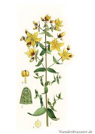 Image result for Johanniskraut