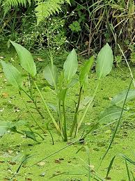 Attēlu rezultāti vaicājumam “Alisma plantago-aquatica leaf”