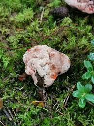 Attēlu rezultāti vaicājumam “Hydnellum ferrugineum”