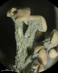 Attēlu rezultāti vaicājumam “Cladonia botrytes”