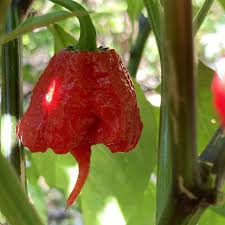 Afbeeldingsresultaat voor 7 pot hot pepper