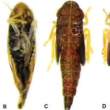 Attēlu rezultāti vaicājumam “Macrosteles sp. imago”