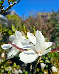 Attēlu rezultāti vaicājumam “Magnolia x loebneri flower”