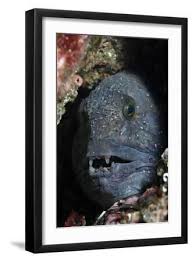 Image result for Anarhichas lupus