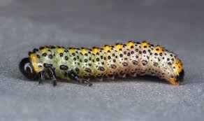 Attēlu rezultāti vaicājumam “Argidae larva”