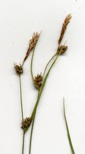 Attēlu rezultāti vaicājumam “Carex globularis”