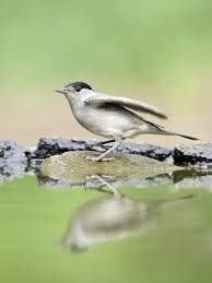 Attēlu rezultāti vaicājumam “Sylvia atricapilla male”