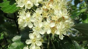 Attēlu rezultāti vaicājumam “Crataegus laevigata”