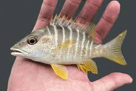 Image result for Lutjanus apodus