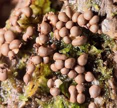 Attēlu rezultāti vaicājumam “Barbeyella minutissima stalked”