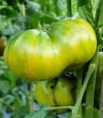 Afbeeldingsresultaat voor grubbs mystery green tomato