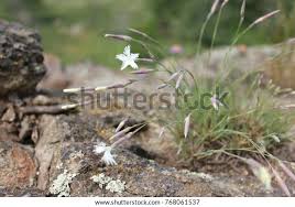 Attēlu rezultāti vaicājumam “Dianthus arenarius”