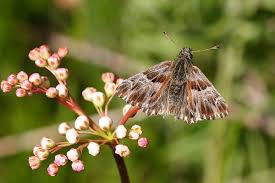 Attēlu rezultāti vaicājumam “Carcharodus floccifera upperside”