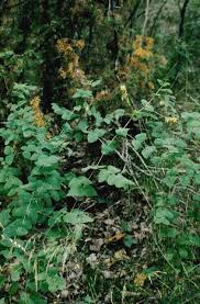 Attēlu rezultāti vaicājumam “Vicia pisiformis”