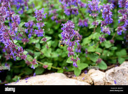 Attēlu rezultāti vaicājumam “Salvia verticillata leaf”