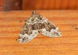 Attēlu rezultāti vaicājumam “Lampropteryx suffumata”