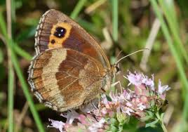 Attēlu rezultāti vaicājumam “Erebia aethiops underside”