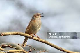 Attēlu rezultāti vaicājumam “Prunella modularis”