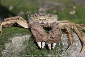 Image result for Eriocheir sinensis