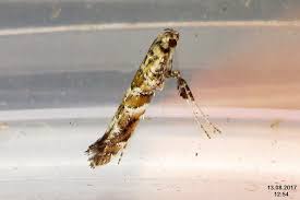 Attēlu rezultāti vaicājumam “Gracillaria syringella”