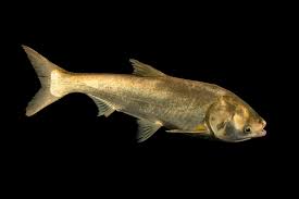 Image result for Hypophthalmichthys molitrix